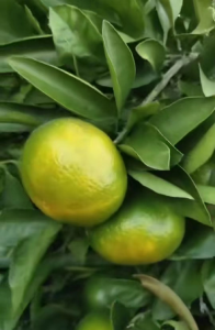 硼肥施的巧 柑橘生产有保障