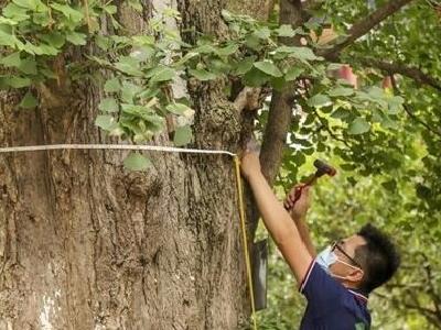湖北荆州首次为千年古银杏树“体检”