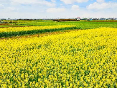 荆门高油酸油菜种植面积领跑全国 总量40万亩 农民亩均增收150多元