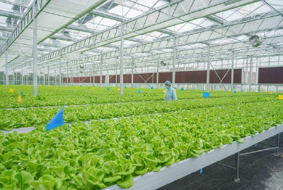宜昌深山建起智能“蔬菜工厂” 番茄苗在这里能“呼风唤雨”