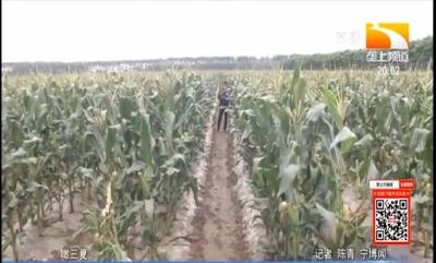 夏季玉米科学追肥方法