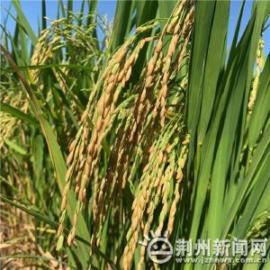 增产又增收！荆州市再生稻一季喜获丰收