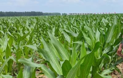 什么是玉米保护性耕作？