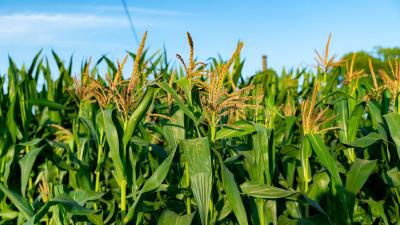 荆州：8月水稻、玉米病虫发生趋势预报