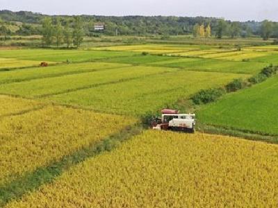 襄阳老河口：水稻丰收季  稻农收割忙