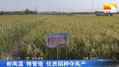 耐高温 精管理 优质稻种夺高产