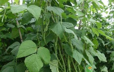 四季豆的高产种植要点及病虫害防治