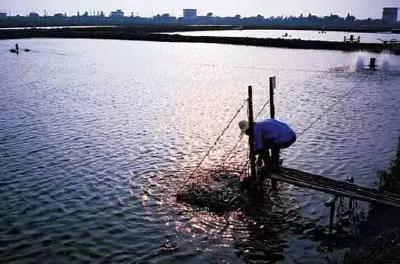 2022年10月湖北省水产养殖病害预测预报