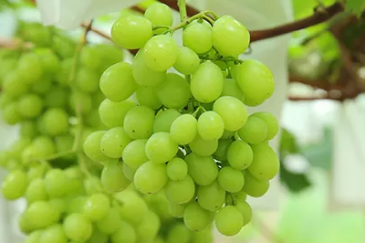 干旱对湖北葡萄生产影响可控 葡萄现已进入销售尾季