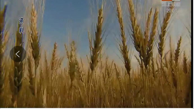 黄淮海地区：2022年玉米适期晚收、小麦适期晚播技术意见出炉