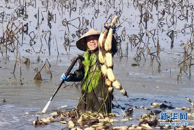 荆州洪湖：技术赋能让农民一年四季产藕创收