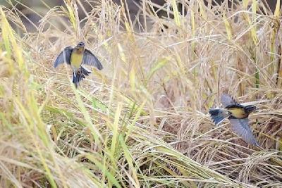 只为接待一群远道而来的“稀客” 宜昌城郊公园延期收割20亩水稻