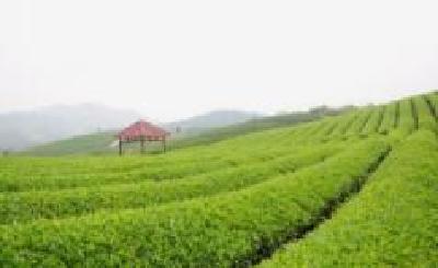 黄石阳新王英镇规划发展 “万亩茶园”