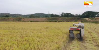 水稻叶片宽度调控机制 被发现有助提高粮食产量