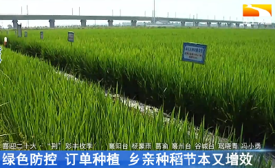 绿色防控 订单种植 乡亲种稻节本又增效
