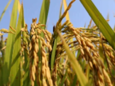 新农人引进抛秧机种植双季稻 丘陵田亩增500斤