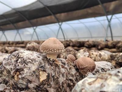 宣恩晓关：发展香菇产业 助力村民增收
