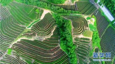 十堰竹山入选“2022年度茶业科技助农示范县域”名单