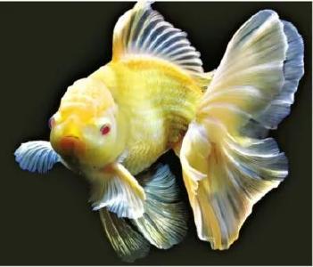 中科院水生所培育出金鱼新品种 “金兔”