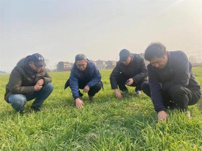 喜讯！湖北省小麦主产区病虫害轻于常年