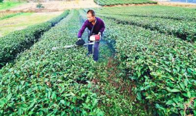 恩施建始发展富硒茶业助农增收