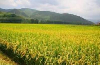 黄冈力推节水稻 确保干旱气候下稳产增产