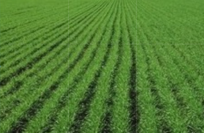 宜昌：小麦抗旱防冻保安全技术指导意见
