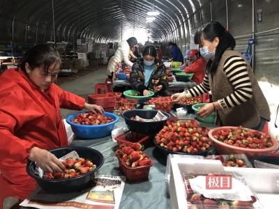 武穴梅川500亩草莓进入盛果期，每天采摘数千公斤热销武汉