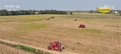 湖北天门60万亩大豆迎丰收 多种轮作方式助农增收