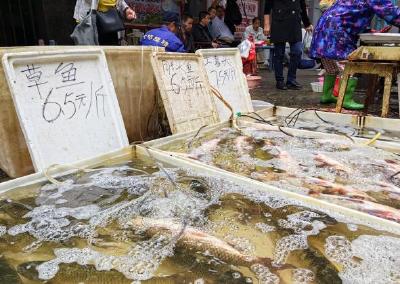 家鱼出水，腌鱼季提前，武汉人吃鱼最好的时候到了