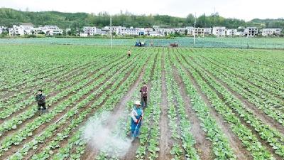 推进节水灌溉 做强蔬菜产业