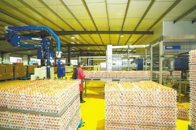 “限小助大”优产业 浠水蛋鸡规模化养殖占比99.4%