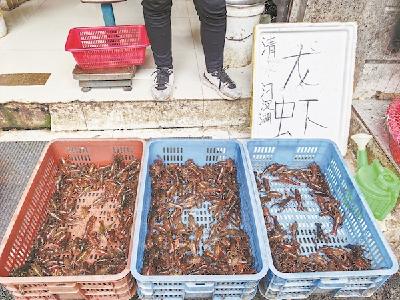 开春小龙虾以亲民价抢鲜上市 最低20元一斤 比去年同期便宜三成左右