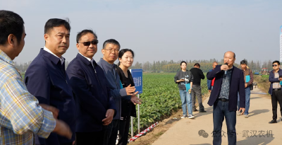 武汉举办白萝卜机收效果测评暨全程机械化作业演示观摩活动