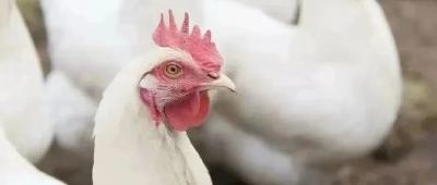 烟台白羽肉鸡品鉴盛宴 探讨县域经济新机遇