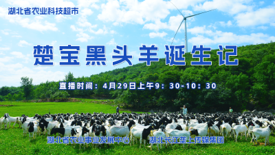 直播预告|楚宝黑头羊诞生记