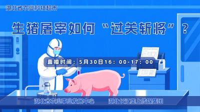 直播预告|生猪屠宰如何“过关斩将”？ 