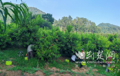 返乡创业|荆门市东宝区栗溪镇赵湾村黄桃熟了 甜了舌尖富了民 