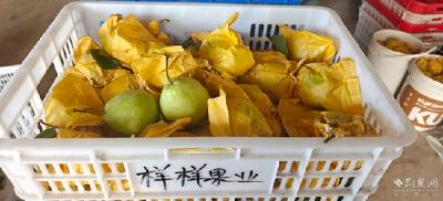 返乡创业|通山闯王砂梨迎来丰产期，有果园产量比去年翻了一倍