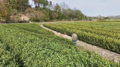 狮子岩村“三金”激活茶产业，满山翠色变“金山”