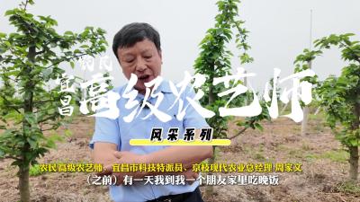 62岁“土专家”让百里洲沙梨逆袭成为“金果果”.mp4