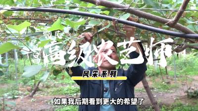 57岁老建筑人转行种猕猴桃，将山间野果变成“黄金果”.mp4