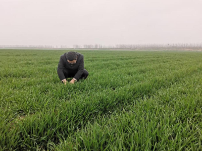 雨季小麦需注意渍害及三病一虫防控