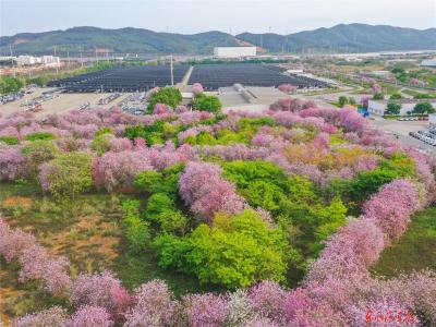 春天工厂美如画