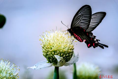 蝶恋花  （摄影 作者 叶桓）