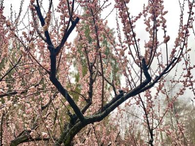 2万多株梅花盛放至3月初 武汉东湖梅园进入最佳观赏期