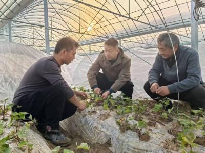 新春走基层 | 靠“品牌”破圈：这个村的“山货”从“地里香”变“市场旺”