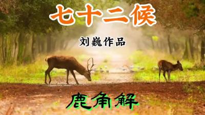 夏至初候-鹿角解