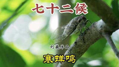 立秋三候-寒蝉鸣