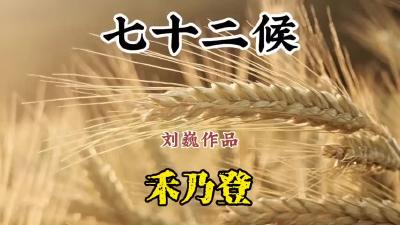 处暑三候-禾乃登